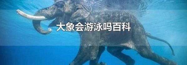 大象会游泳吗百科