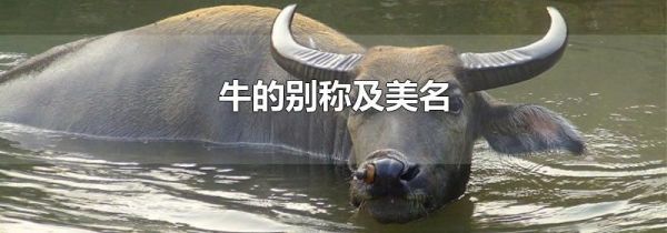 牛的别称及美名