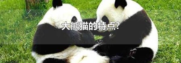 大熊猫的特点?