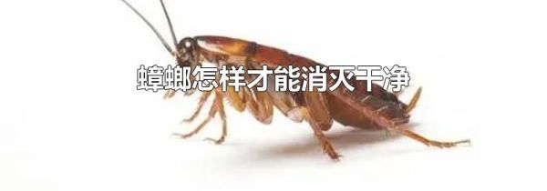 蟑螂怎样才能消灭干净