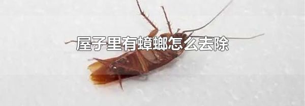 屋子里有蟑螂怎么去除