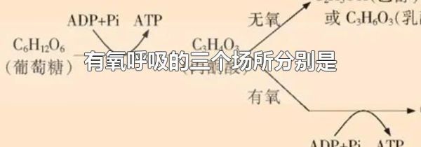 有氧呼吸的三个场所分别是