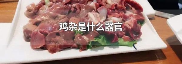 鸡杂是什么器官