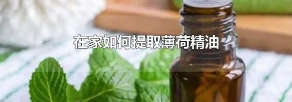 在家如何提取薄荷精油
