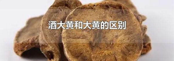 酒大黄和大黄的区别