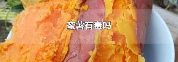 蜜薯有毒吗
