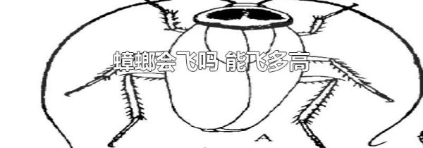 蟑螂会飞吗 能飞多高