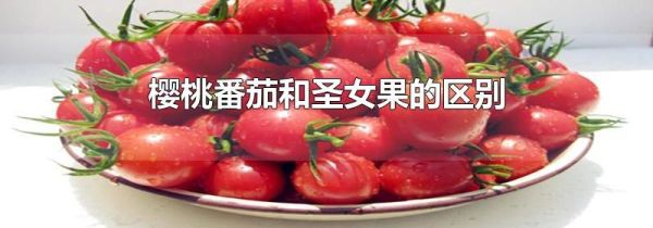 樱桃番茄和圣女果的区别