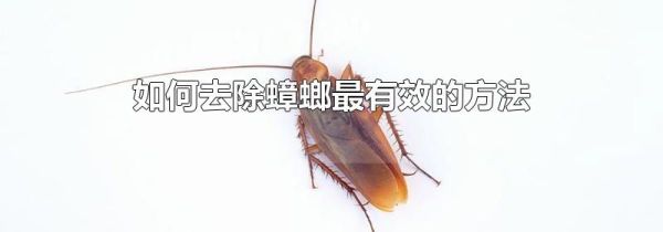 如何去除蟑螂最有效的方法
