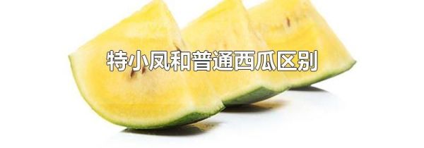 特小凤和普通西瓜区别
