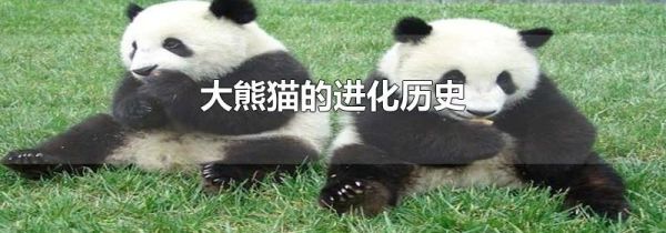 大熊猫的进化历史