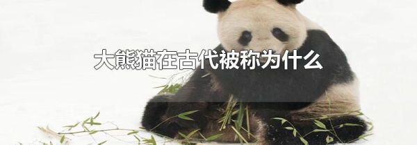 大熊猫在古代被称为什么