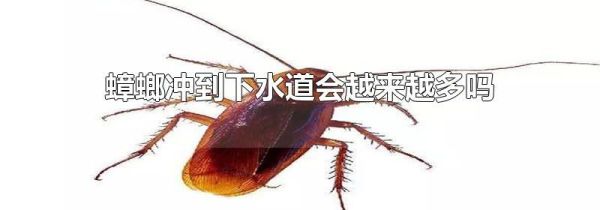 蟑螂冲到下水道会越来越多吗