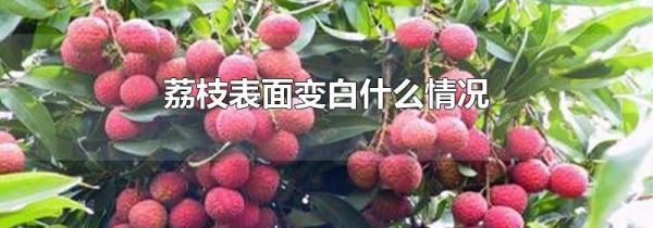 荔枝表面变白什么情况