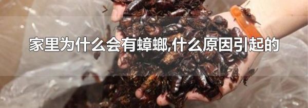 家里为什么会有蟑螂,什么原因引起的