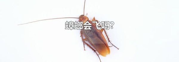 蟑螂会飞吗?