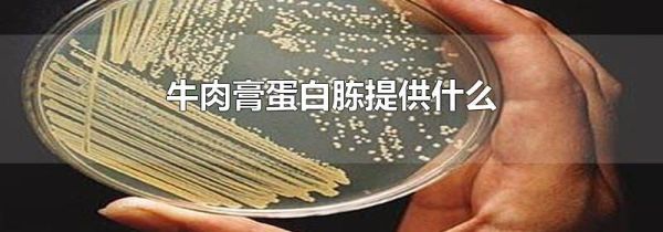 牛肉膏蛋白胨提供什么