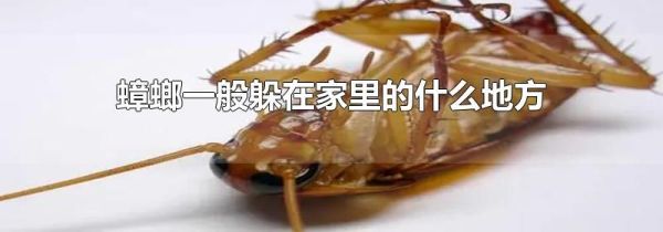 蟑螂一般躲在家里的什么地方