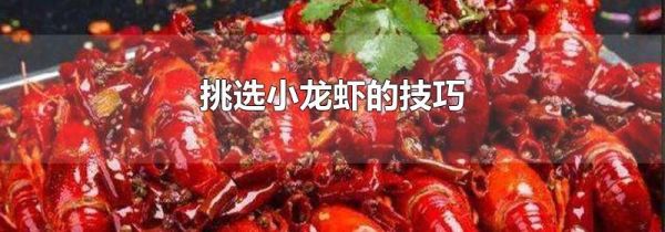 挑选小龙虾的技巧