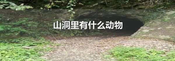 山洞里有什么动物