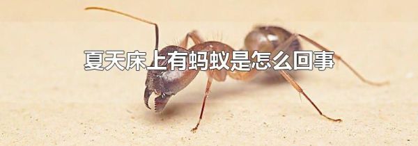夏天床上有蚂蚁是怎么回事