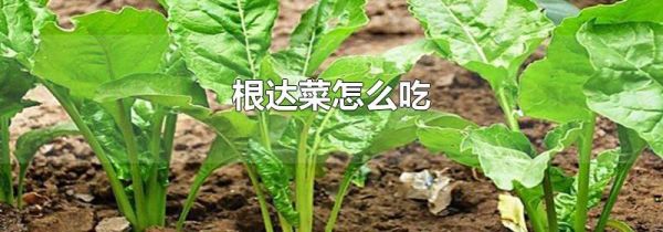 根达菜怎么吃