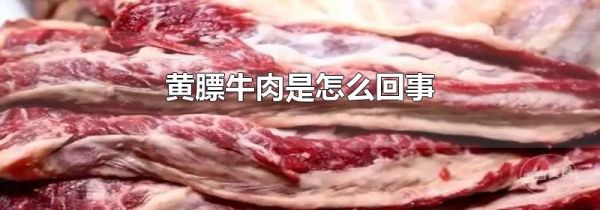 黄膘牛肉是怎么回事