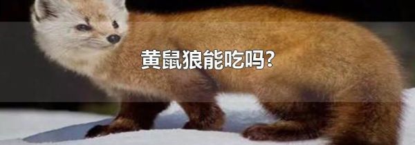 黄鼠狼能吃吗?