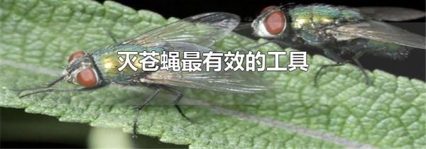 灭苍蝇最有效的工具