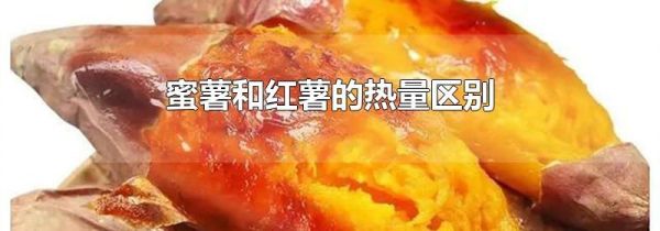 蜜薯和红薯的热量区别