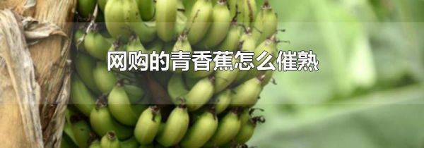 网购的青香蕉怎么催熟