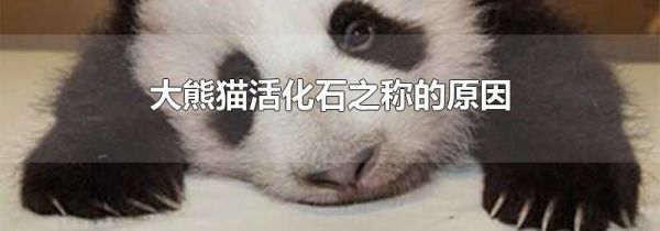 大熊猫活化石之称的原因