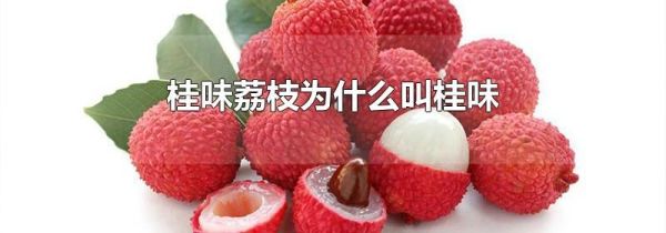 桂味荔枝为什么叫桂味