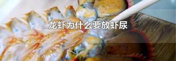 龙虾为什么要放虾尿