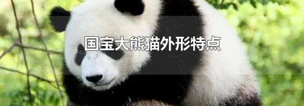 国宝大熊猫外形特点