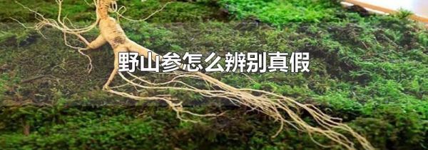 野山参怎么辨别真假
