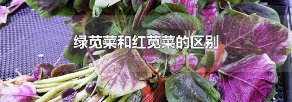 绿苋菜和红苋菜的区别