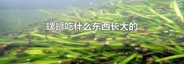 螺蛳吃什么东西长大的