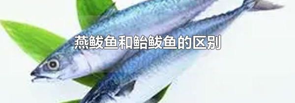 燕鲅鱼和鲐鲅鱼的区别
