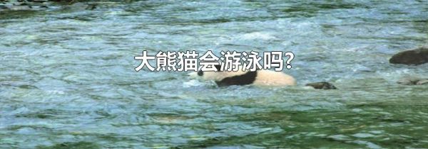 大熊猫会游泳吗?