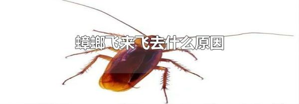 蟑螂飞来飞去什么原因