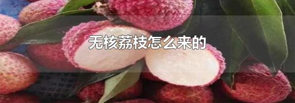 无核荔枝怎么来的