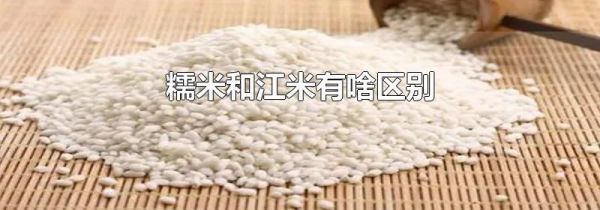 糯米和江米有啥区别