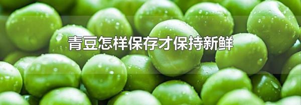 青豆怎样保存才保持新鲜