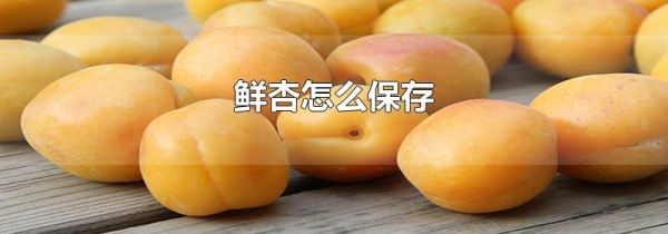 鲜杏怎么保存