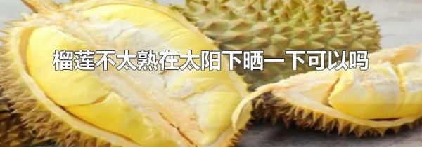 榴莲不太熟在太阳下晒一下可以吗
