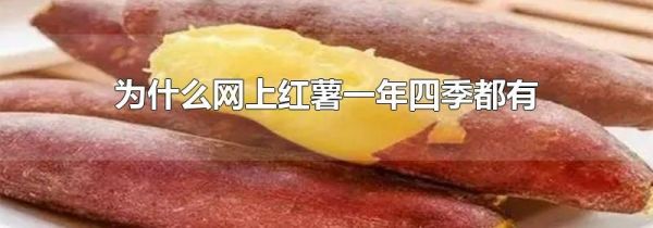 为什么网上红薯一年四季都有