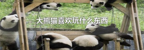 大熊猫喜欢玩什么东西