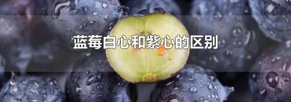 蓝莓白心和紫心的区别