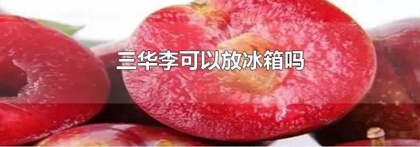 三华李可以放冰箱吗